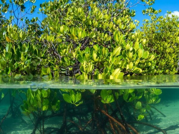 Tem que preservar! Mangues captam até cinco vezes mais CO2 do que florestas