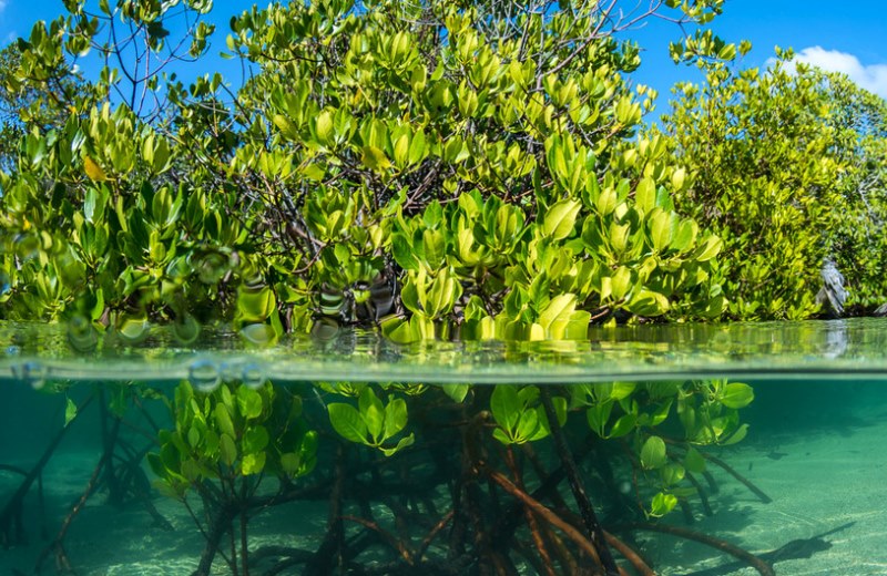 Tem que preservar! Mangues captam até cinco vezes mais CO2 do que florestas