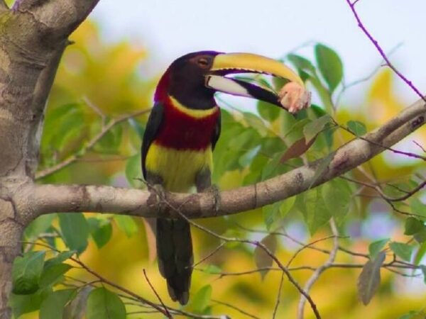 Tucano raro é avistado em Parque Estadual no Pará