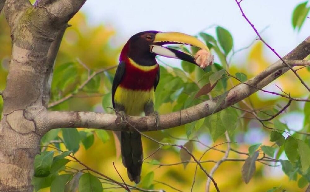 Tucano raro é avistado em Parque Estadual no Pará