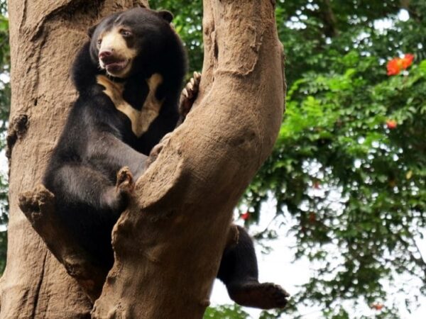 Ameaçada de extinção, população de urso-de-óculos dobra do Peru