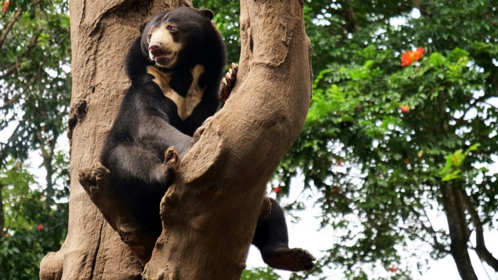 Ameaçada de extinção, população de urso-de-óculos dobra do Peru