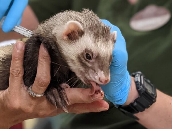 Zoo dos EUA começa a vacinar animais contra a covid-19