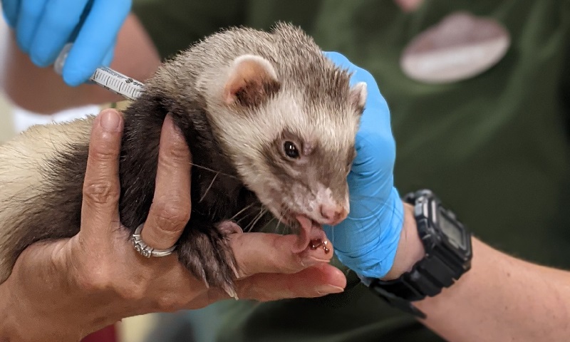 Zoo dos EUA começa a vacinar animais contra a covid-19