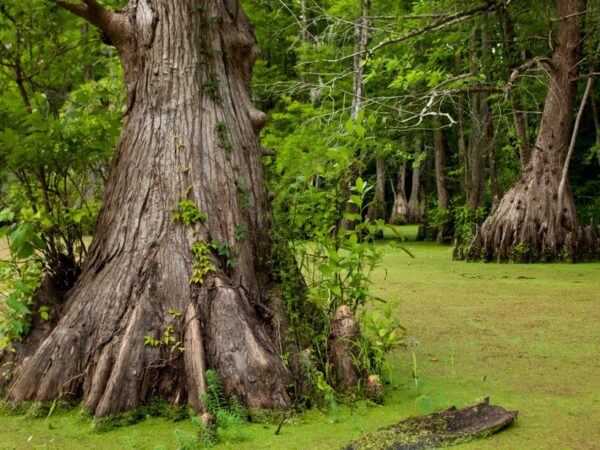 Árvore de 2.624 anos de idade pode ser destruída pela elevação do mar