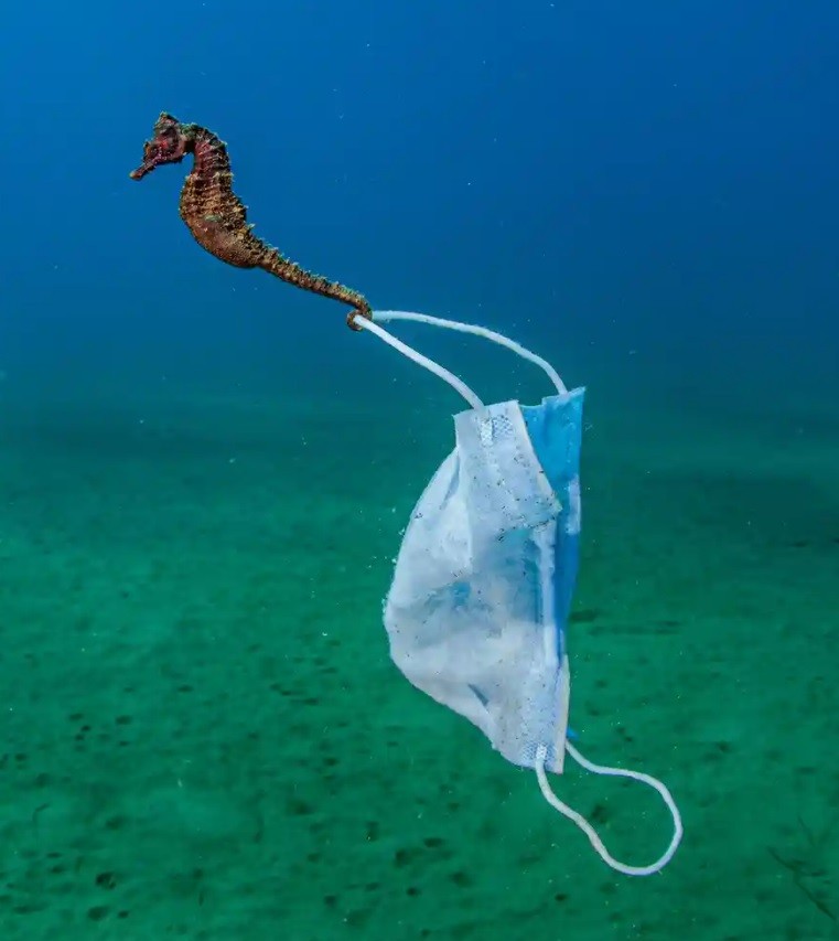 Confira imagens premiadas que mostram a luta da vida marinha Território Secreto