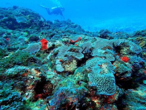 Mergulho e transporte aquático fortalecidos pelo Governo Federal na Costa dos Corais