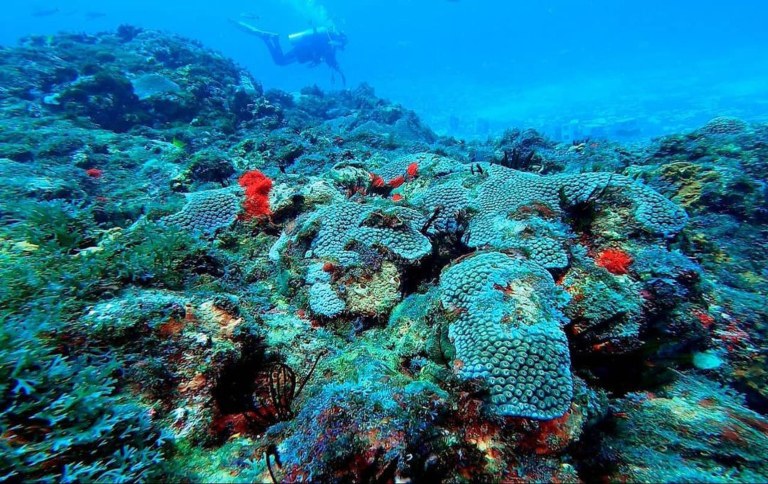 Mergulho e transporte aquático fortalecidos pelo Governo Federal na Costa dos Corais