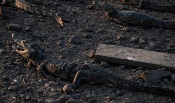 Pantanal: Jacaré debilitado é resgatado de rio seco e transferido para local onde ainda há água