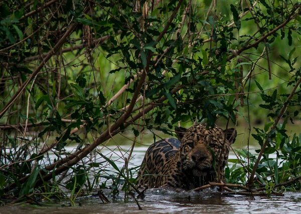 5 Parques para conhecer o Pantanal