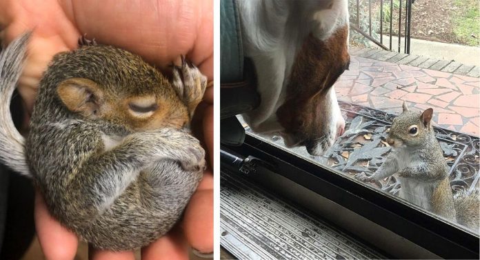 Jovens salvam a vida de um esquilo órfão e ela retorna para agradecer