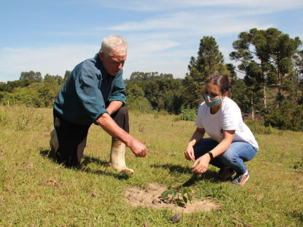 Projeto se alia a agricultores para restaurar matas de araucária no Paraná