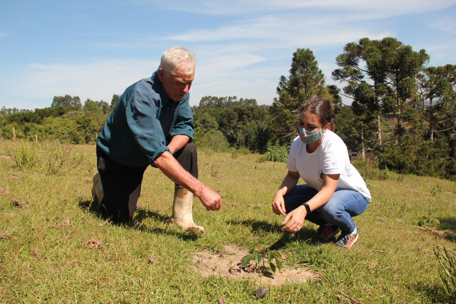 Projeto se alia a agricultores para restaurar matas de araucária no Paraná
