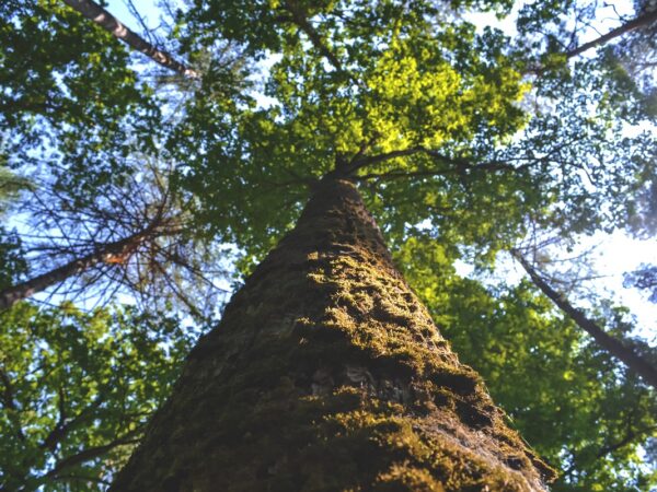 Como doar árvores para restaurar áreas desmatadas no Brasil