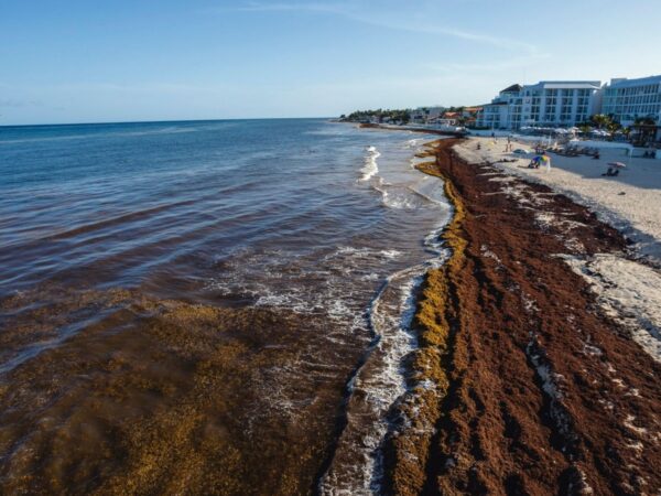 A ciência resolverá o problema das algas nas praias mexicanas?