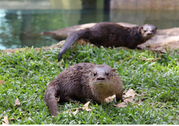 Público poderá escolher os nomes das lontras do BioParque do Rio