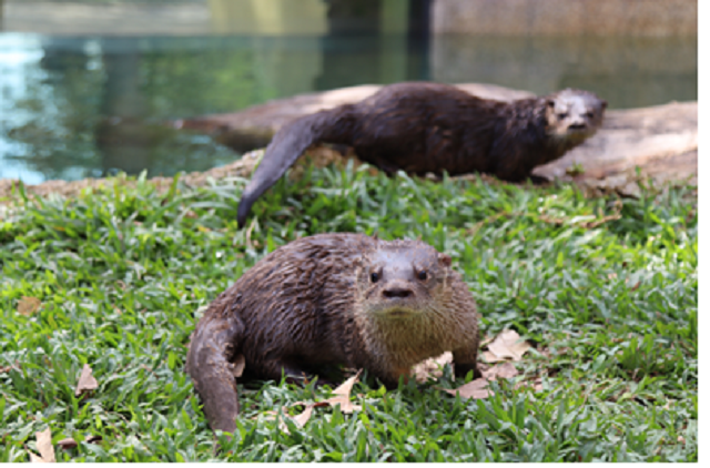 Público poderá escolher os nomes das lontras do BioParque do Rio