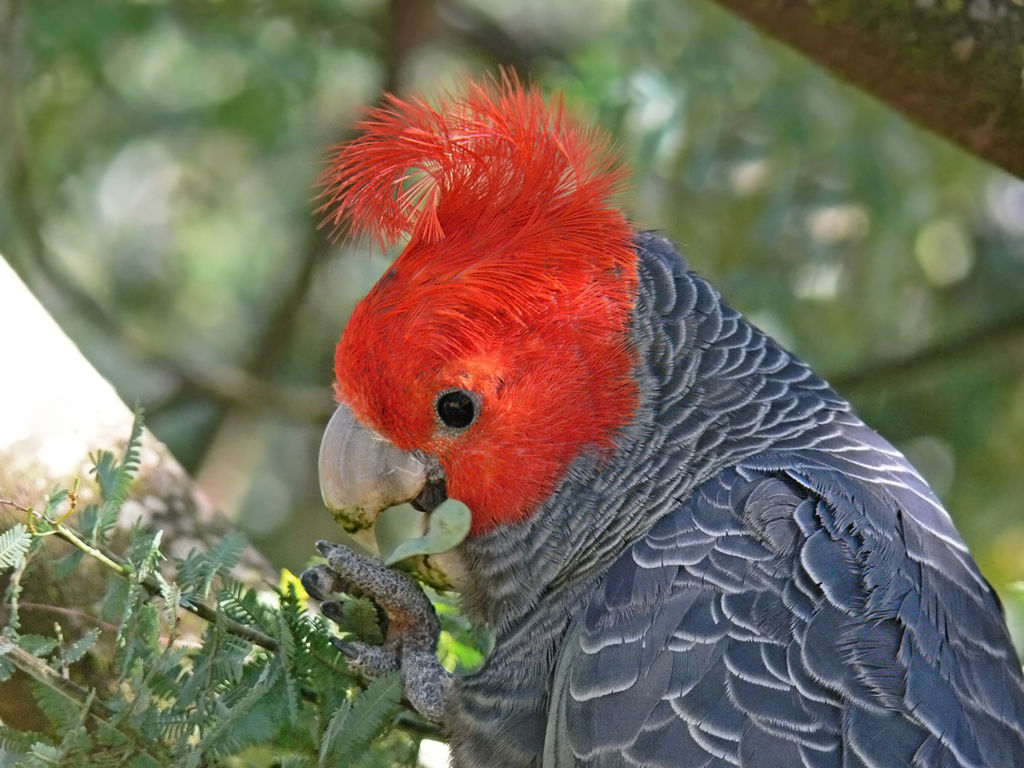 Animais estão mudando suas formas para lidar com as alterações do clima