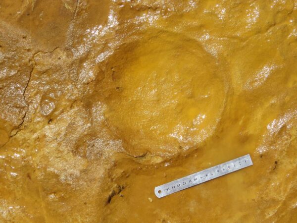 Pegadas fossilizadas revelam berçário de elefantes pré-históricos