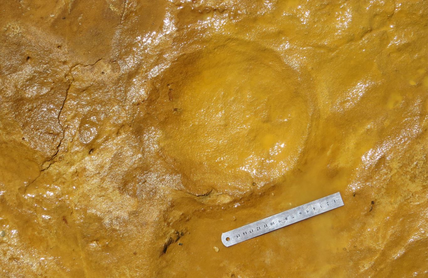 Pegadas fossilizadas revelam berçário de elefantes pré-históricos