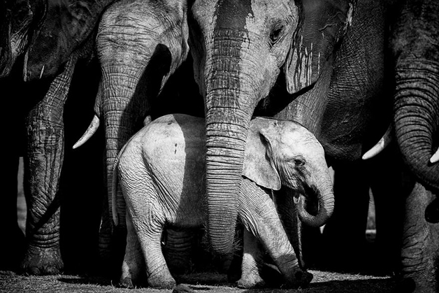 Elefante macho tenta separar bebê da mãe e manada se mobiliza para impedi-lo