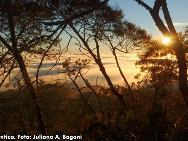 Bacias hidrográficas da Mata Atlântica têm cobertura florestal ao redor de apenas 20%