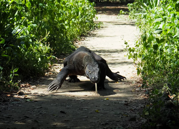 Sem casa e na lista vermelha: subida do nível do mar coloca dragão-de-Komodo em risco de extinção