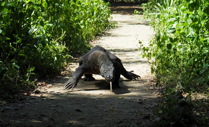 Sem casa e na lista vermelha: subida do nível do mar coloca dragão-de-Komodo em risco de extinção