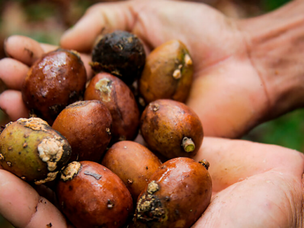 Cultivo de cumaru une conservação e desenvolvimento na Amazônia