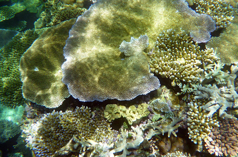 Microalgas ‘tolerantes ao calor’ podem salvar os recifes de corais do branqueamento