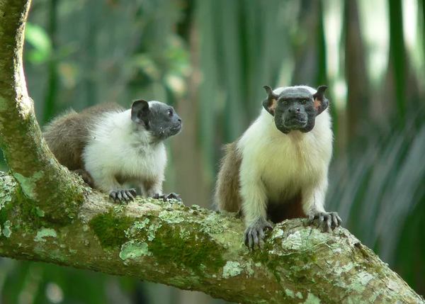 Desmatamento é principal causa da ameaça de extinção do sauim-de-coleira em Manaus, diz biólogo