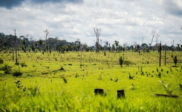 Cerrado perdeu quase 6 milhões de hectares de vegetação nativa entre 2010 e 2020