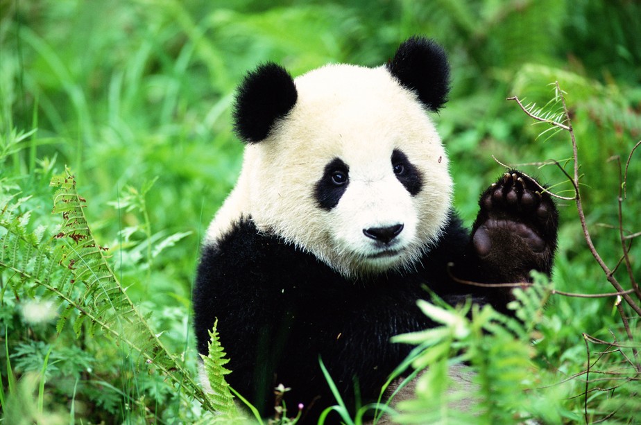 Ambiente ‘menos perfeito’ é ideal para acasalamento dos pandas, afirmam cientistas