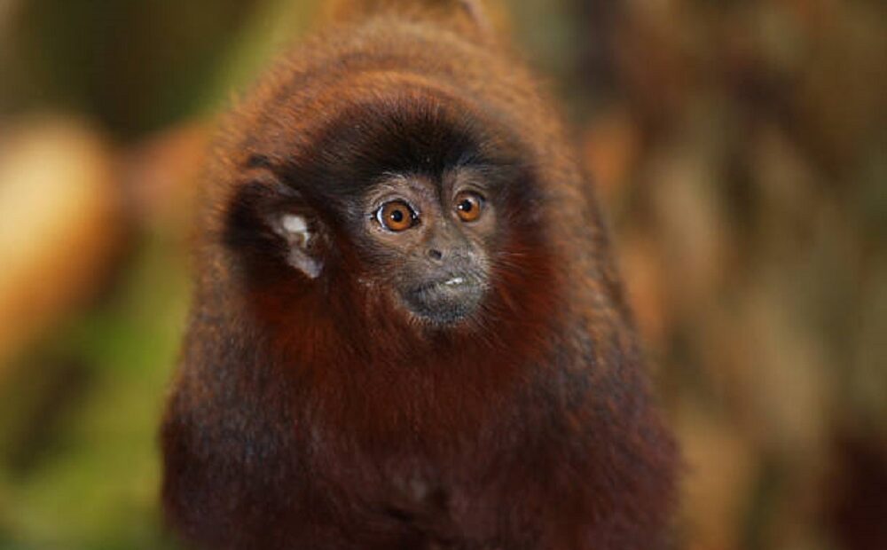 Conheça o macaco que ronrona e pode ser encontrado na Amazônia