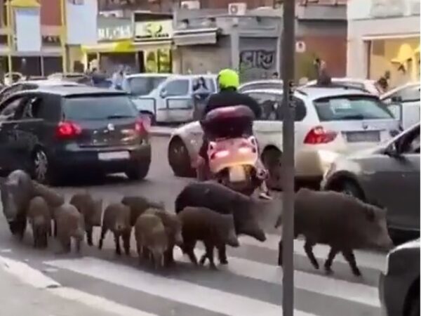 Família de javalis é vista passeando por Roma