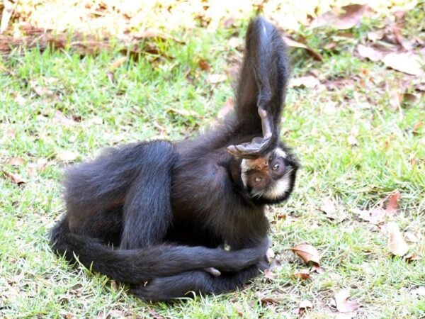 Chicó, macaca que vivia acorrentada em Mato Grosso, é levada para parque no Pará, onde viverá com outros da mesma espécie