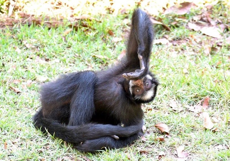 Chicó, macaca que vivia acorrentada em Mato Grosso, é levada para parque no Pará, onde viverá com outros da mesma espécie