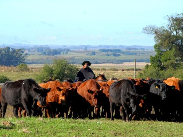 Hub de aves migratórias, Pampa é o bioma brasileiro que mais perde vegetação natural