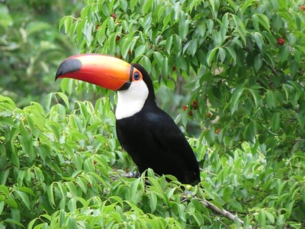 MapBiomas vê estabilidade vegetal “enganosa” na Mata Atlântica