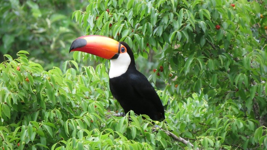 MapBiomas vê estabilidade vegetal “enganosa” na Mata Atlântica