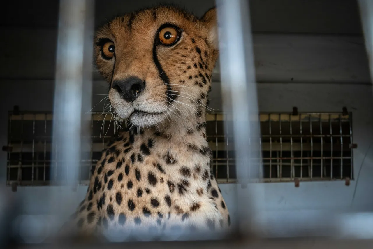 Operação frenética de três dias para salvar guepardo ferido registrada em fotos