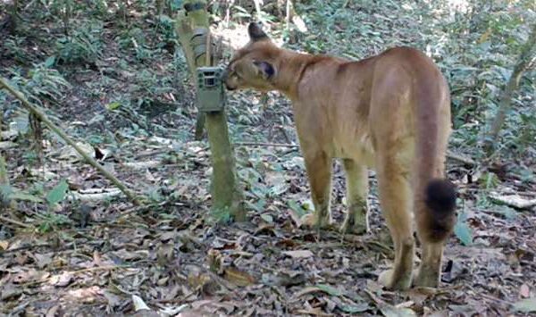 Animais selvagens começam a voltar a Brumadinho