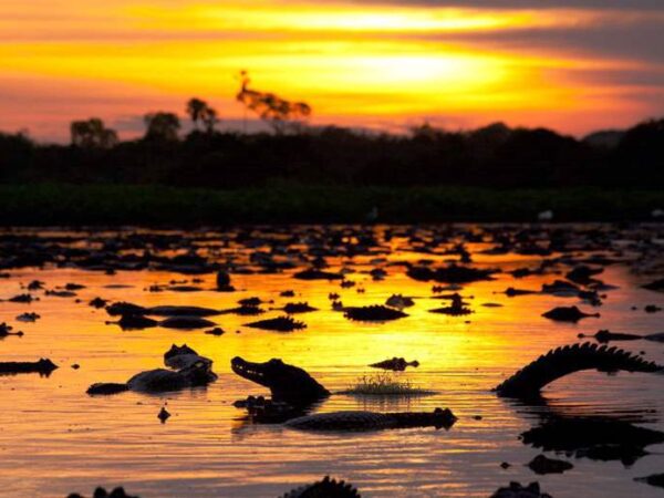 Responsável pela captura de 30% de todo o CO2 do planeta, Pantanal ganha dia mundial para celebrar sua importância