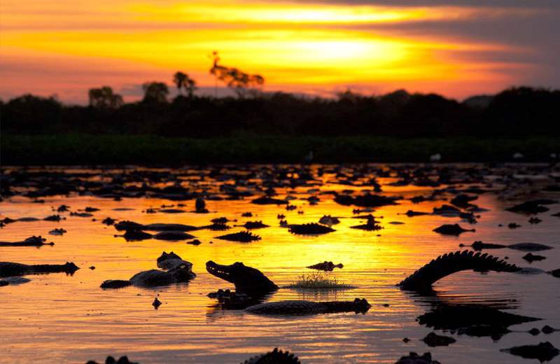 Responsável pela captura de 30% de todo o CO2 do planeta, Pantanal ganha dia mundial para celebrar sua importância