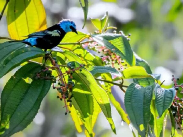 Ave rara é redescoberta em Goiás após quase 100 anos