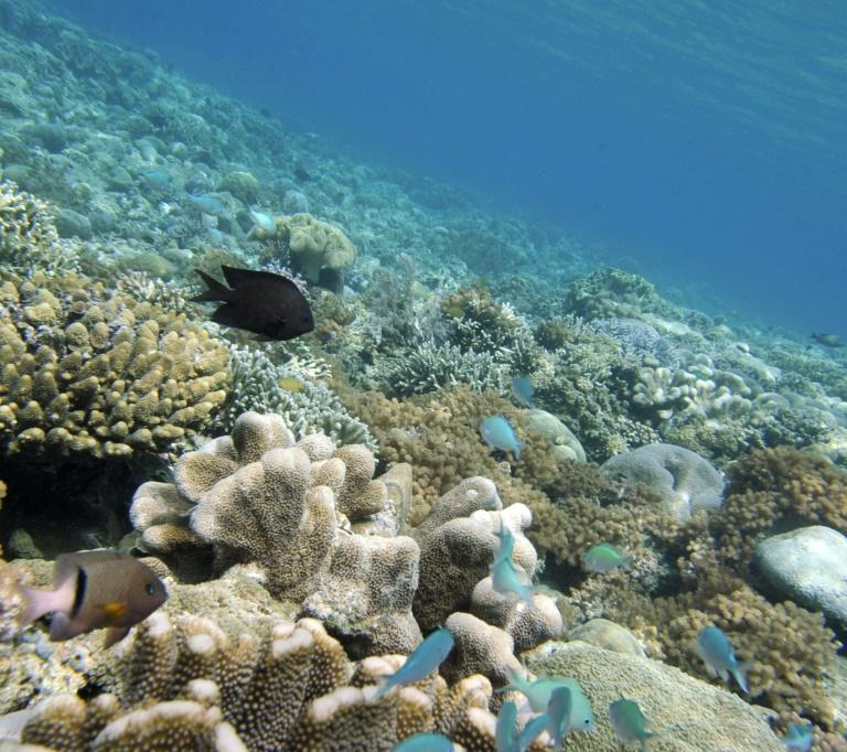 ONGs apostam na ciência e na tecnologia para preservar corais no Nordeste