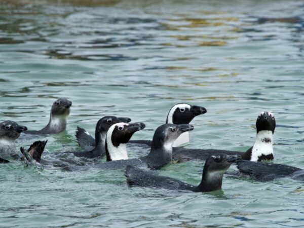 Mais de 60 pinguins morrem picados por abelhas na África do Sul