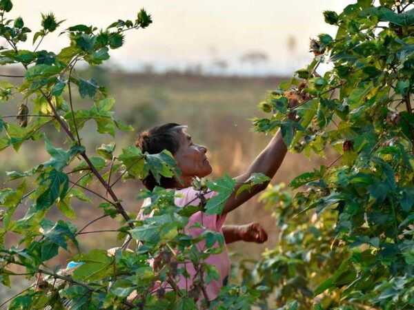 Grupo de mulheres de Marãiwatsédé (MT) garantem a recuperação da floresta