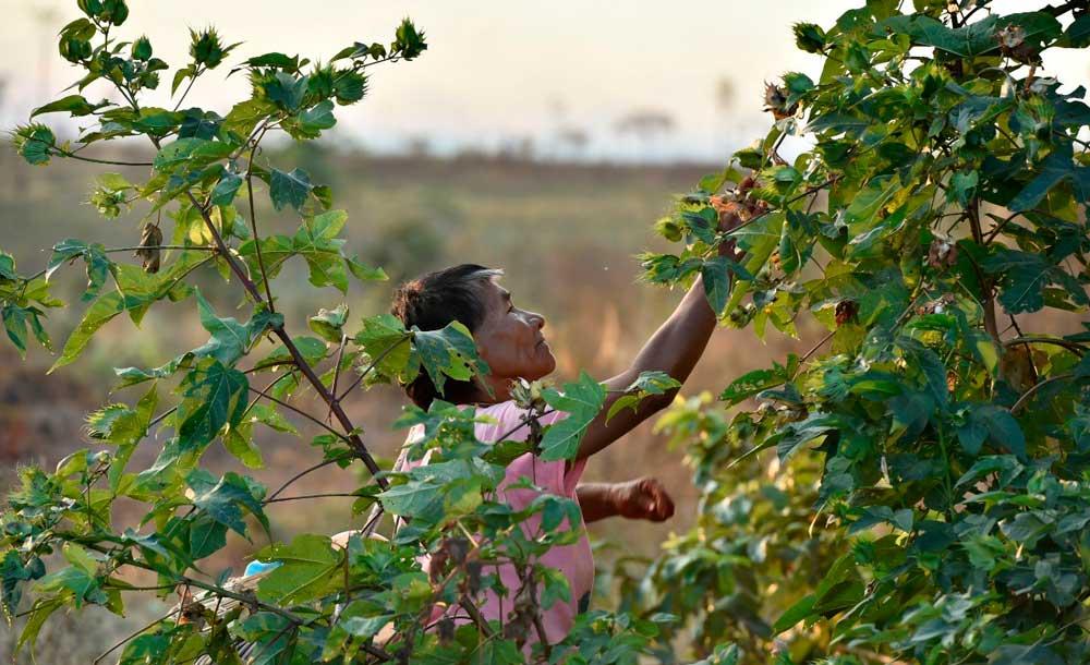 Grupo de mulheres de Marãiwatsédé (MT) garantem a recuperação da floresta