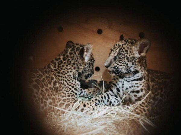 Zoológico de Brasília recebe filhotes de onça-pintada e de lobo-guará